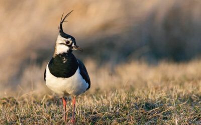 Landesbundes für Vogel- und Naturschutz – LBV Kreisgruppe Starnberg