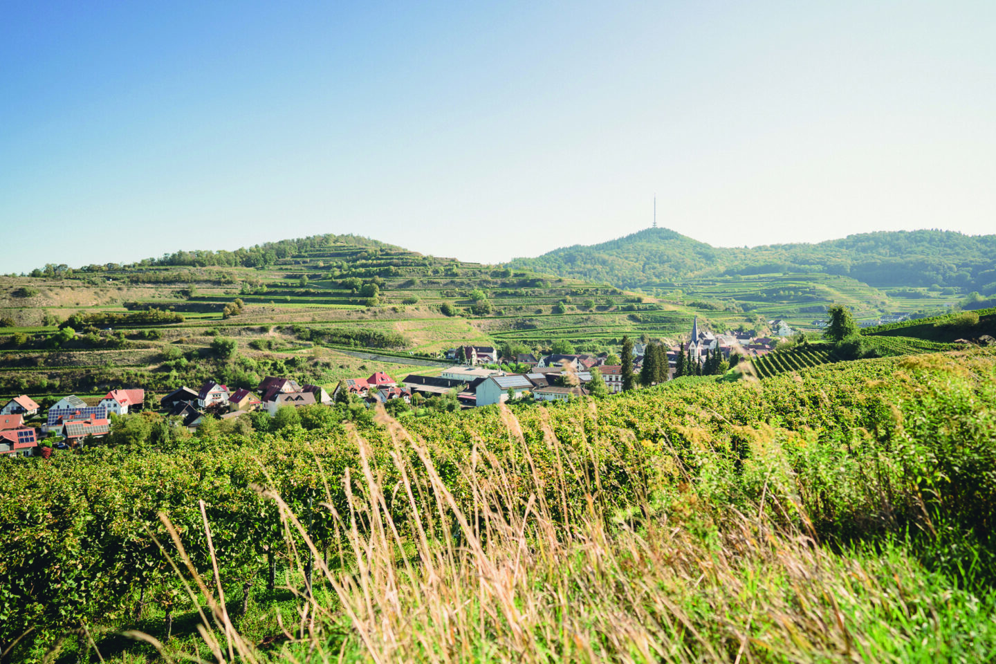 Bickensohler Weinvogtei Weinkultur seit 1924