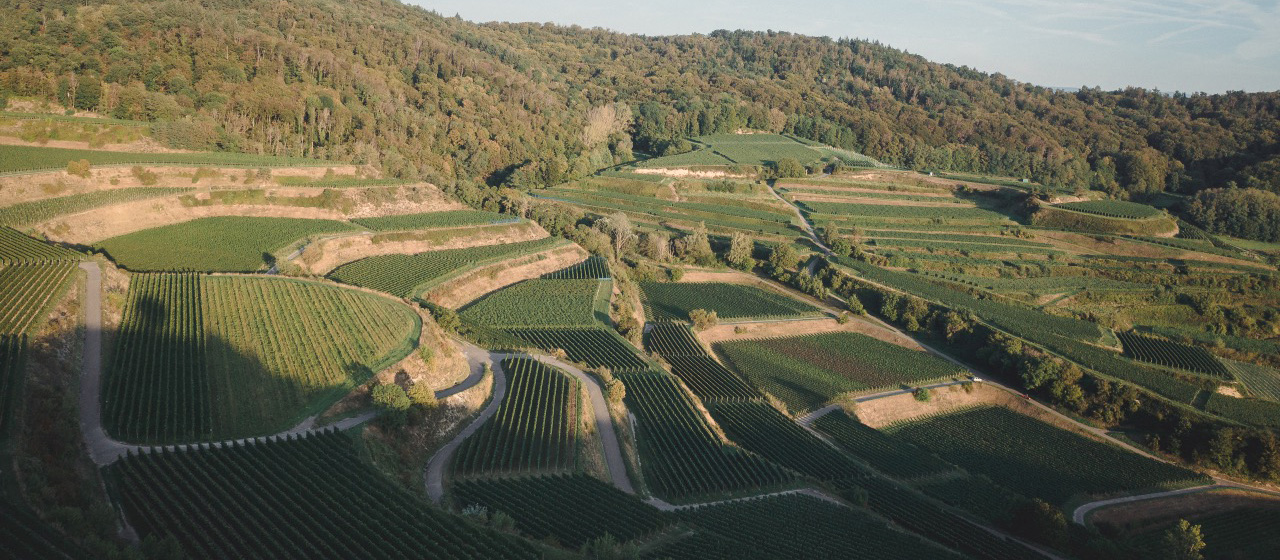 Bickensohler Weinvogtei Weinkultur seit 1924